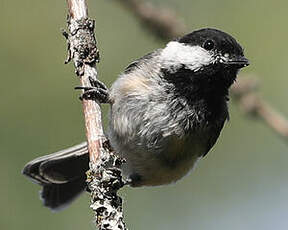 Mésange à tête noire