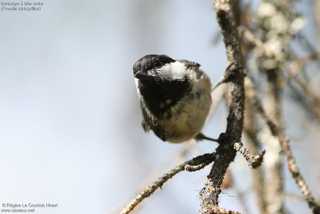 Black-capped Chickadee