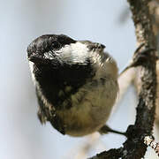 Black-capped Chickadee