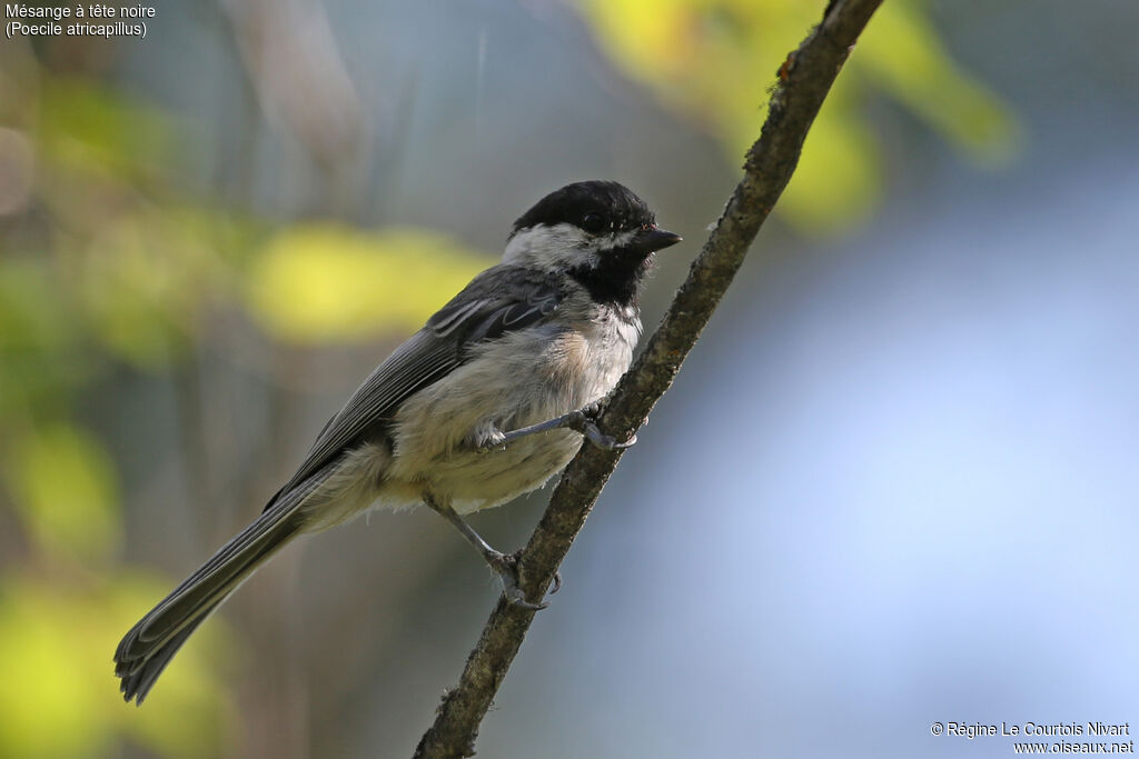 Black-capped Chickadee