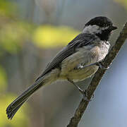 Black-capped Chickadee