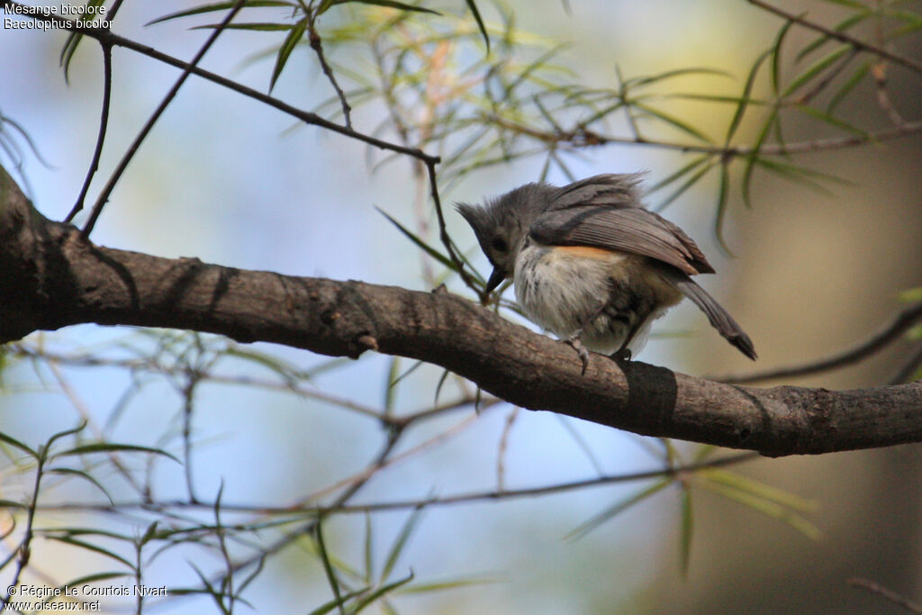 Mésange bicolore