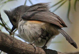 Tufted Titmouse