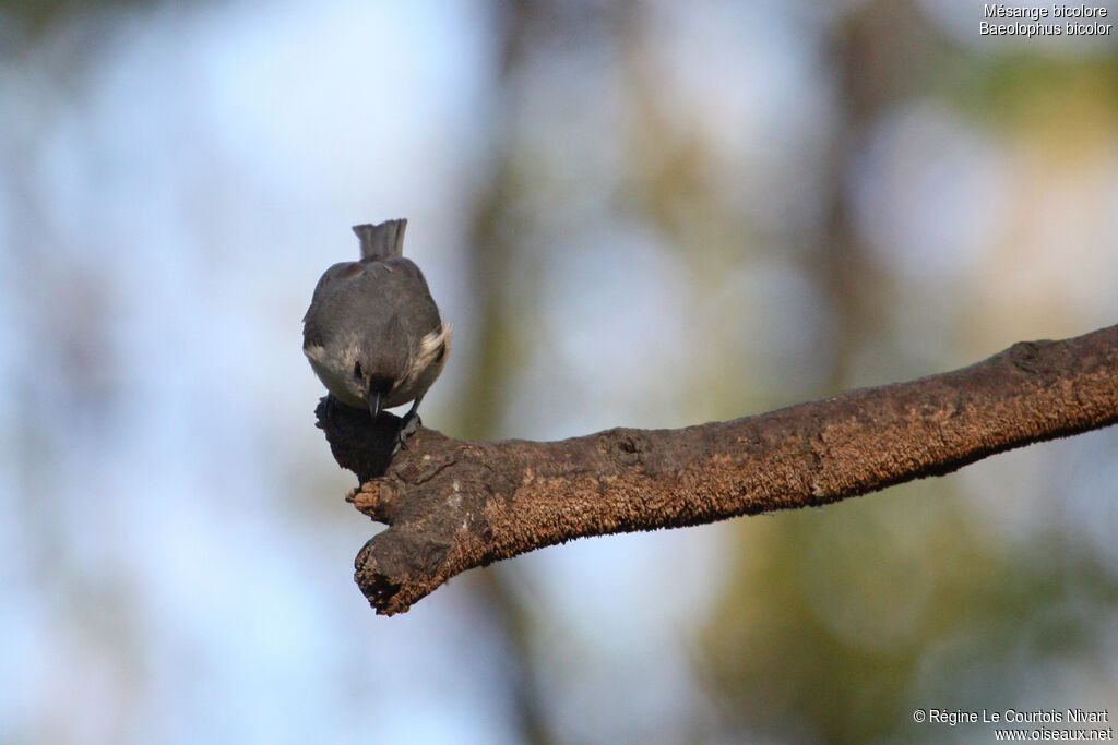 Mésange bicolore