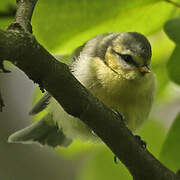 Eurasian Blue Tit