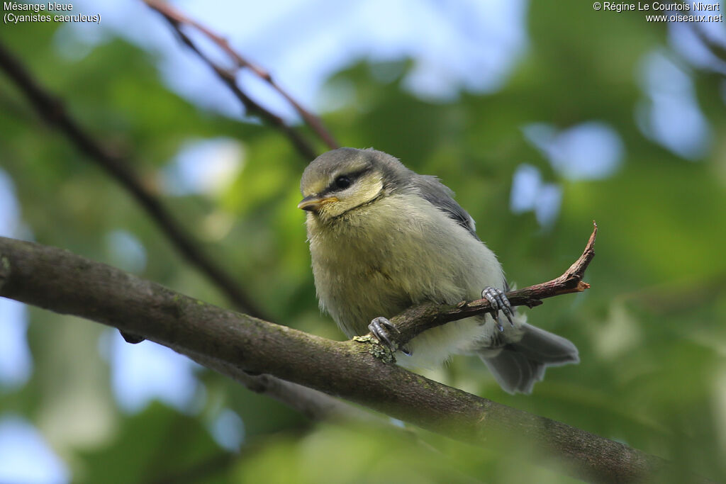 Mésange bleuejuvénile