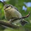 Mésange bleue