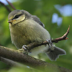 Mésange bleue