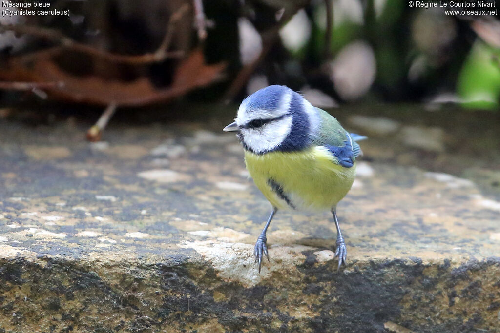 Eurasian Blue Tit