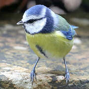 Eurasian Blue Tit