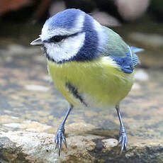 Mésange bleue