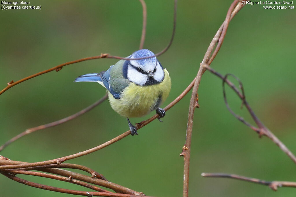 Mésange bleue