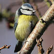 Mésange bleue