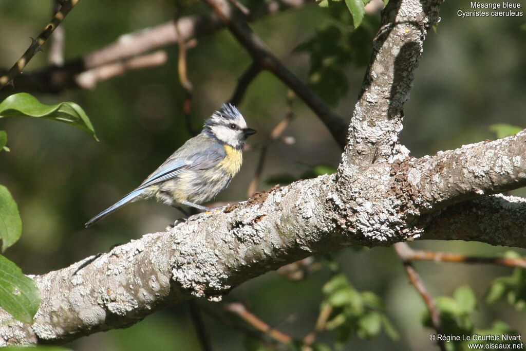 Eurasian Blue Tit