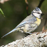 Eurasian Blue Tit