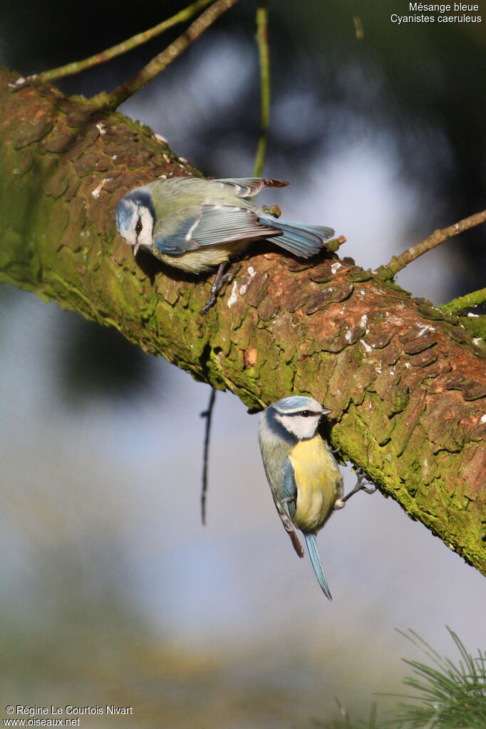 Mésange bleue