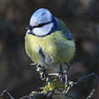 Mésange bleue