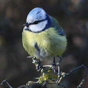 Mésange bleue