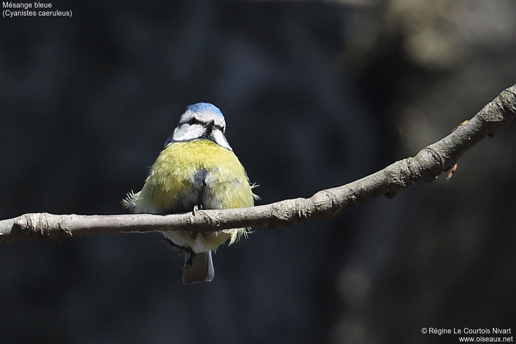 Eurasian Blue Tit