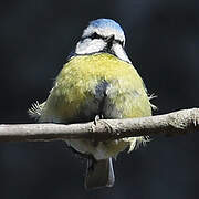 Eurasian Blue Tit