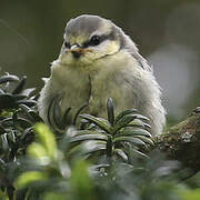 Eurasian Blue Tit