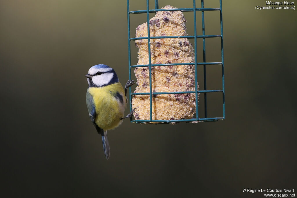 Mésange bleue