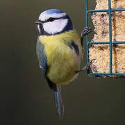 Eurasian Blue Tit