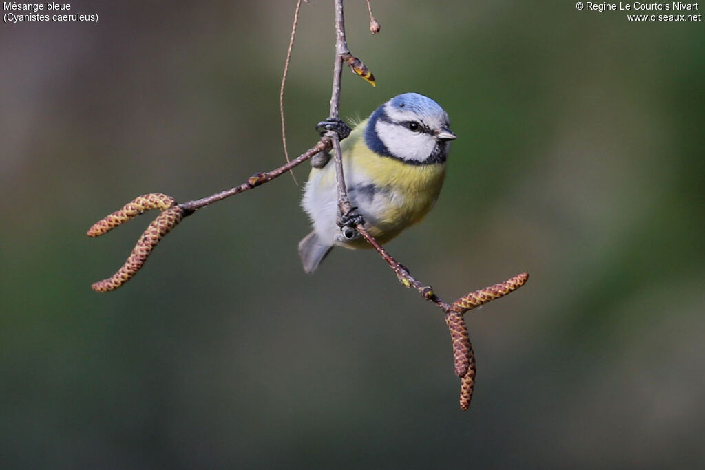 Eurasian Blue Tit