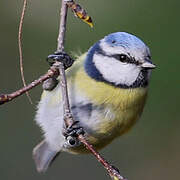 Eurasian Blue Tit