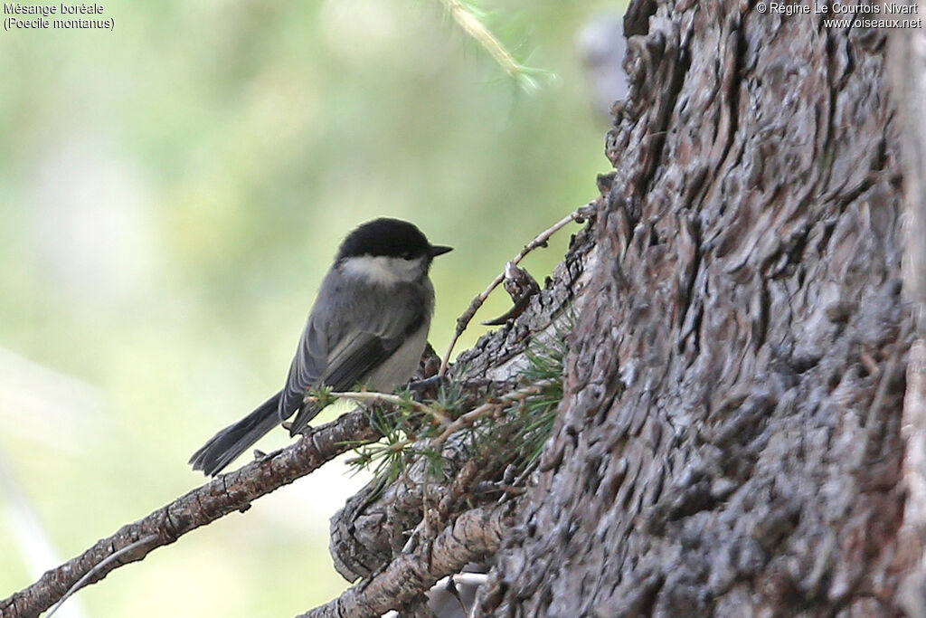 Mésange boréale