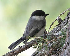 Willow Tit