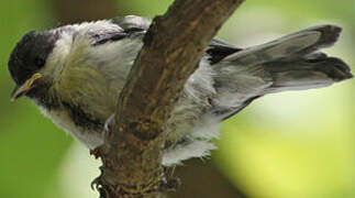 Great Tit