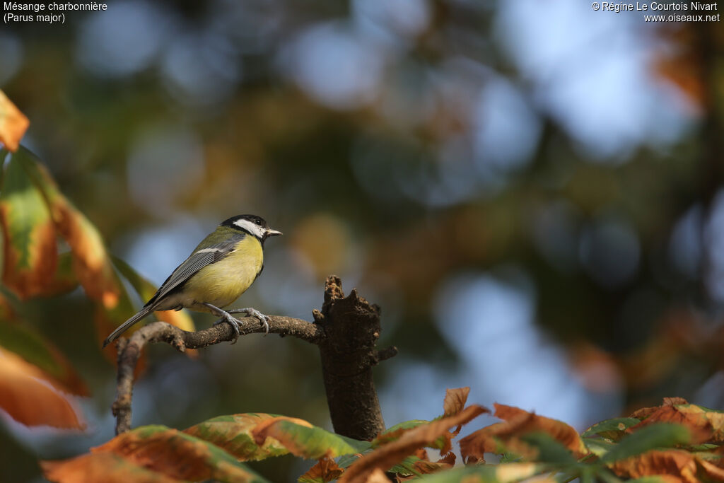 Mésange charbonnière