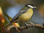 Mésange charbonnière