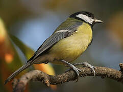 Great Tit