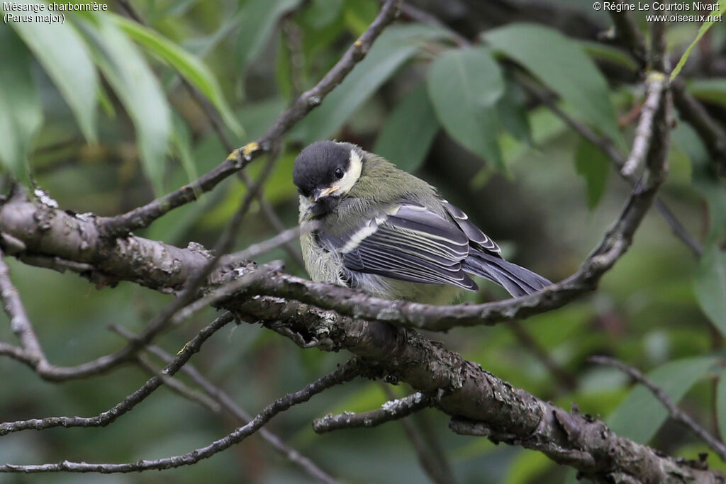 Mésange charbonnièrejuvénile