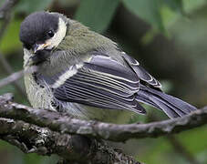 Mésange charbonnière