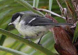 Great Tit