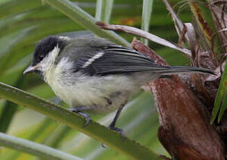 Mésange charbonnière