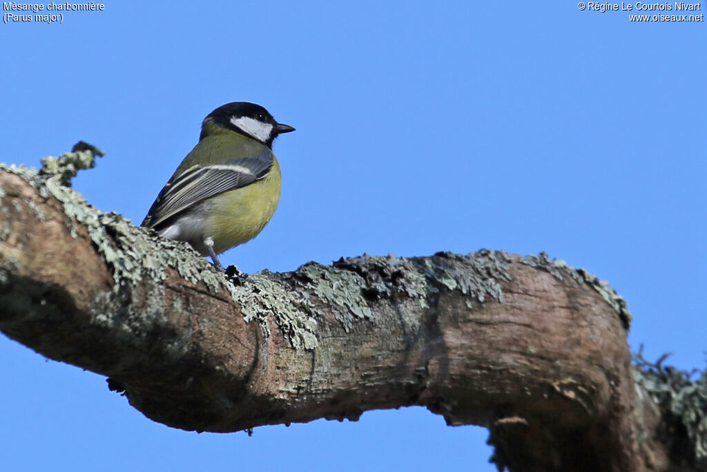 Mésange charbonnière