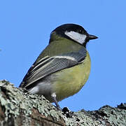 Mésange charbonnière