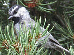 Mountain Chickadee