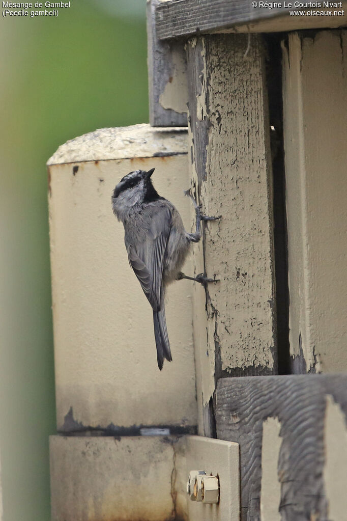 Mésange de Gambel