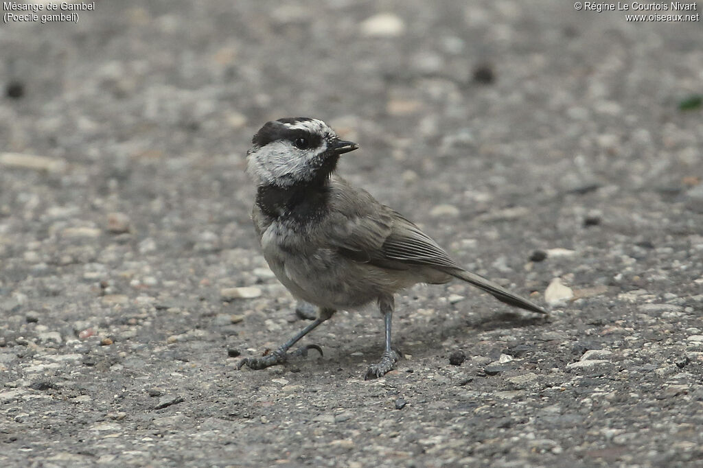 Mountain Chickadee