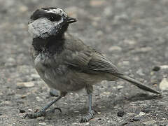 Mountain Chickadee