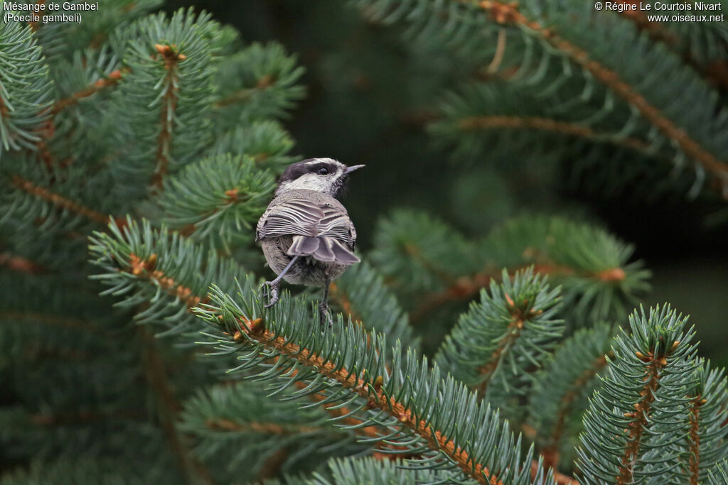 Mésange de Gambel