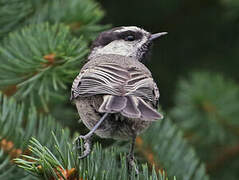 Mountain Chickadee