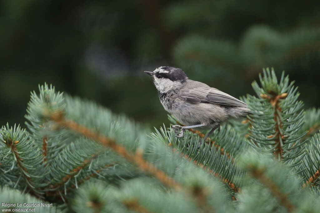 Mésange de Gambel, identification