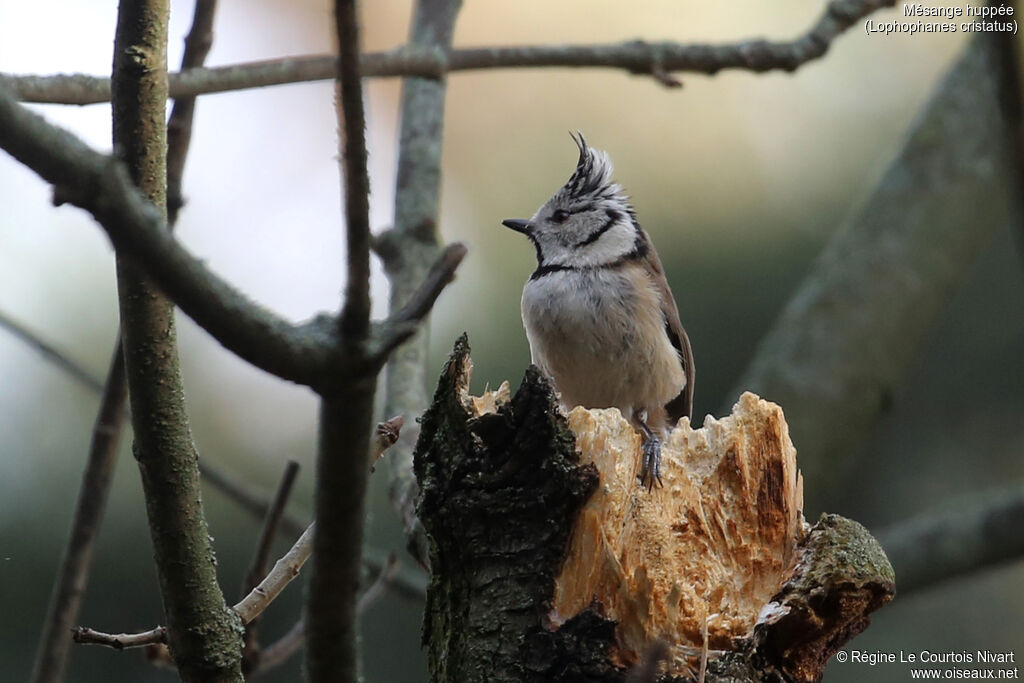 European Crested Tit