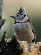 Mésange huppée